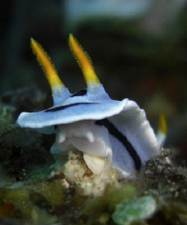 Nudibranch off Mactan Island, Cebu Philippines. Casio Exi... by Andrew Macleod 